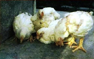 بیماری های شایع مرغداری