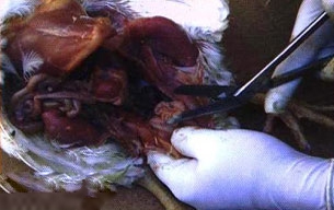 گامبورو در مرغداری