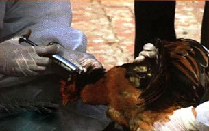 برونشیت عفونی مرغداری