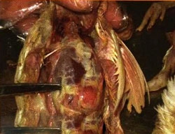 کلی باسیلوز crd