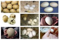 عکس تخم پرندگان مختلف