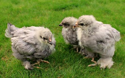 ماشین جوجه درآوری - جوجه های مرغ کوشین