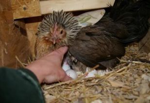 تصویر مرغ کرچ شده - عکس مرغ کرچ - دستگاه جوجه کشی