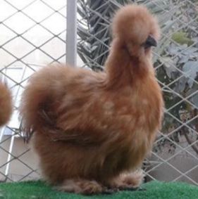 انکیباتور - مرغ قهوه ای نژاد سیلکی