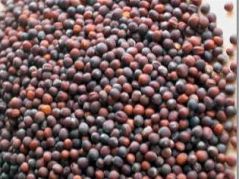 انکیباتور - تخم کلم