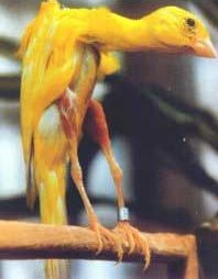 ماشین جوجه در آوری - قناری نژاد جیبر ایتالیایی