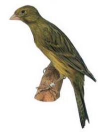 دستگاه جوجه کشی - قناری نژاد هوسوی ژاپنی