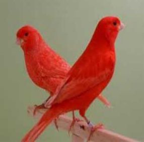 تخم نطفه دار - مراحل جفتگیری و تولید مثل قناری