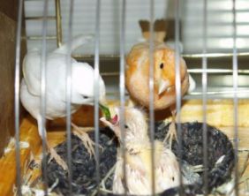 انکیباتور - جوجه ی قناری