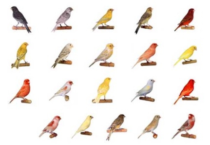 انکیباتور - نژادهای رنگی قناری