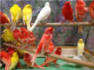 تخم نطفه دار - تغذیه قناری