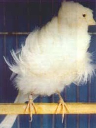 تخم نطفه دار - قناری نژاد فری میلانی