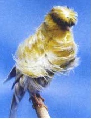 دستگاه جوجه کشی - قناری نژاد فری پادوآیی