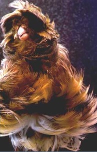 تخم نطفه دار - قناری نژاد فری پاریسی