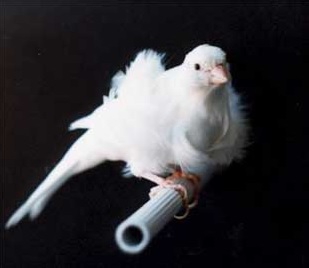 دستگاه جوجه کشی - قناری نژاد شمال هلند