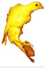 انکیباتور - قناری نژاد فری سوئیسی