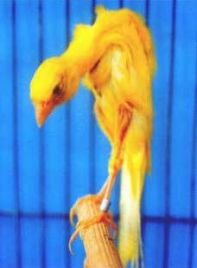 انکیباتور - قناری نژاد جیبوس