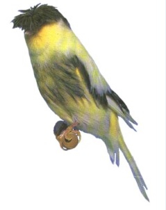 انکیباتور - قناری کاکلی