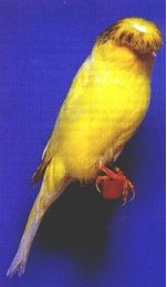 تخم نطفه دار - قناری نژاد لانکشایر