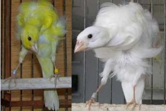 تخم نطفه دار - قناری نژاد ملادو