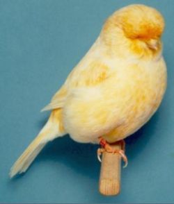 ماشین جوجه درآوری - قناری نژاد رویچی