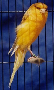 دستگاه جوجه کشی - قناری نژاد یورکشایر