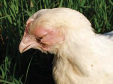 بیماری چشم ها و سینوس ها در مرغداری