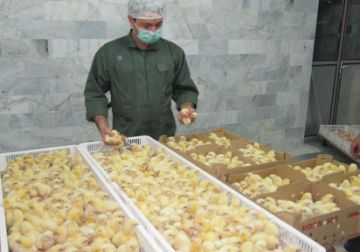 تفکیک جوجه - مرغ - خروس