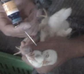 تخم نطفه دار - واکسینه صحیح جوجه ها