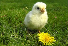 ماشین جوجه درآوری - تلفات زود رس جوجه ها