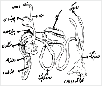 بیماری كدهان ، حلق ،‌ مري ، چينه دان در مرغداری