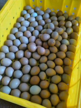 دستگاه جوجه کشی - انتخاب تخم مناسب جوجه کشی