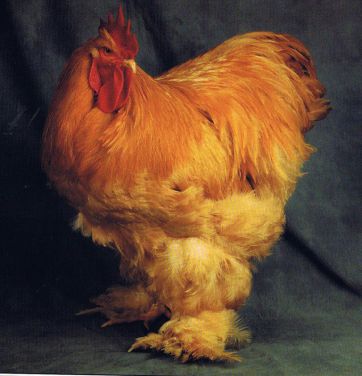 تخم نطفه دار - مرغ کوشین