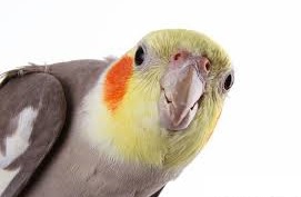 تخم نطفه دار - عروس هلندی