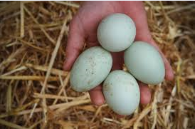 تخم نطفه دار - جمع آوری تخم اردک