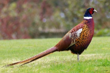 قرقاول نژاد آمریکایی - معمولی رینگ نک Common pheasant