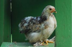 انکیباتور - درمان بیماری طیور خانگی به وسیله مصرف میوه جات