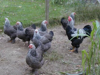 ماشین جوجه درآوری - گروهی از مرغ های برهما