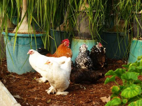 تخم نطفه دار - انواع مختلف مرغ بلژیکی