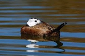 ماشین جوجه درآوری - رفتار اردک