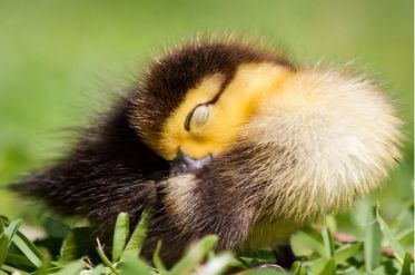 تخم نطفه دار - خواب جوجه اردک