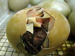 دستگاه جوجه کشی - لحظه هچ جوجه اردک