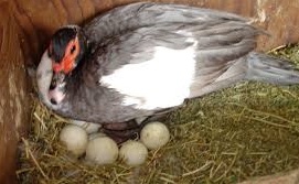 ماشین جوجه درآوری - جوجه کشی طبیعی اردک