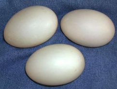 عکس تخم اردک