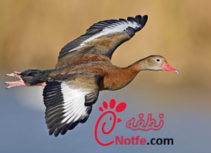 تخم نطفه دار اردک،مرغابی