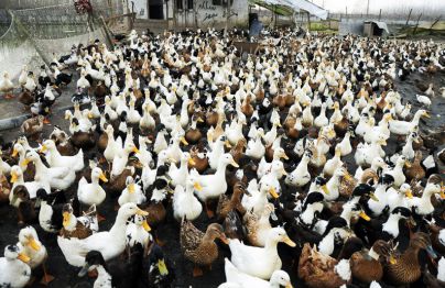 انکیباتور - پرورش اردک با دستگاه جوجه کشی