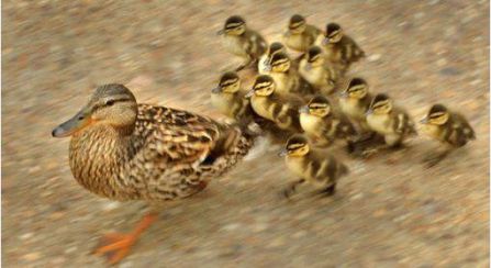 دستگاه جوجه کشی - جوجه کشی اردک