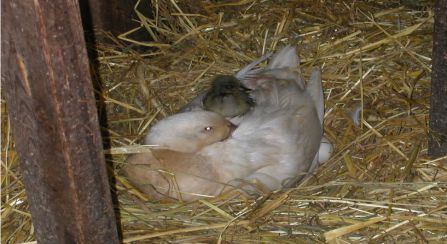 ماشین جوجه درآوری - جوجه کشی طبیعی اردک