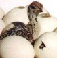 تخم نطفه دار شترمرغ آفریقایی - زنجانی