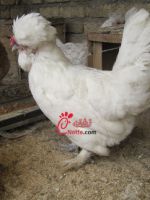 عکس مرغ ارمنی